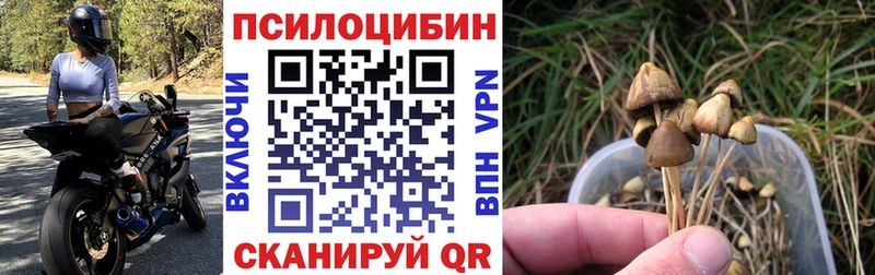 Псилоцибиновые грибы Psilocybe  Староминская 
